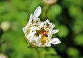 Prey and predator insects in a daisy flower