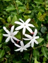 A variety of Jasmine,Scientific name called as Jasminum grandiflorum.