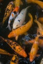 Variety of Koi Carps