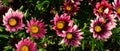 A variety of large multi-colored flowers of the African gazania plant Royalty Free Stock Photo