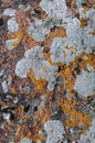 Variety of lichen gray, orange, green on stone