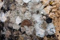 A variety of lichen grow on a rock surface forming a multi-colored, abstract pattern