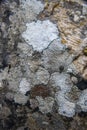 A variety of lichen grow on a rock surface forming a multi-colored, abstract pattern