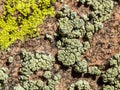 Variety of Lichen on a Rough Rock Royalty Free Stock Photo