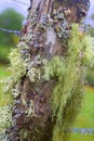Lichens growing on old fence post