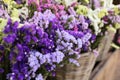 Variety of limonium sinuatum or statice salem flowers in blue, lilac, violet, pink, white, yellow colors in the garden Royalty Free Stock Photo