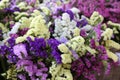 Variety of limonium sinuatum or statice salem flowers in blue, lilac, violet, pink, white, yellow colors in the garden Royalty Free Stock Photo