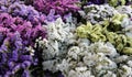 Variety of limonium sinuatum or statice salem flowers in violet, pink, white, yellow colors in the garden shop. Royalty Free Stock Photo
