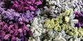 Variety of limonium sinuatum or statice salem flowers in violet, pink, white, yellow colors in the garden shop.