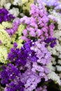 Variety of limonium sinuatum or statice salem flowers in violet, pink, white, yellow colors in the garden shop.