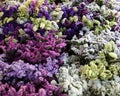 Variety of limonium sinuatum or statice salem flowers in violet, pink, white, yellow colors in the garden shop.