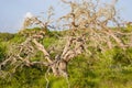 A variety of live foliage surrounding a dead tree