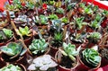 Variety lots different succulents cacti cactus plants in garden pots Royalty Free Stock Photo