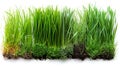 Variety of Lush Green Grass Blades in a Field - Nature\'s Diversity and Beauty