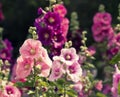 Variety of mallow flowers on the flowerbed Royalty Free Stock Photo