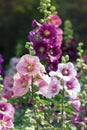 Variety of mallow flowers on the flowerbed Royalty Free Stock Photo