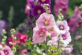 Variety of mallow flowers on the flowerbed Royalty Free Stock Photo