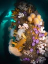 A variety of Marine Life on the legs of Coll Pier, Isle of Coll