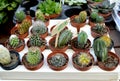 A variety of mini cacti