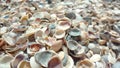 A variety of mother-of-pearl sea shells