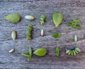 Variety of multiple green succulent leaves ready to be propagated