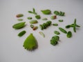 Variety of multiple green succulent leaves such as sedum, crassula, cotyledon, on a white background ready to be propagated