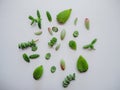 Variety of multiple green succulent leaves such as sedum rubrotinctum, crassula marnieriana, cotyledon tomentosa on a white