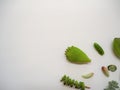 Variety of multiple green succulent leaves on a white background ready to be propagated