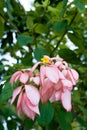 Variety of Mussaenda philippica also known as Buddha\'s Lamp with yellow flowers and white petaloids with dark pink picotee