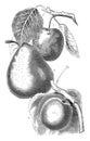 Variety of pears vintage illustration