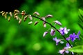 Variety of plant organisms on the island of Bali. Nature of Indonesia. Royalty Free Stock Photo