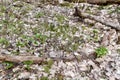 Variety of plants emerging from leaf litter along hiking trail at Copeland Forest