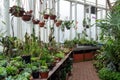 Variety of plants and flowers inside of botanic green house