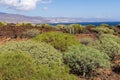 Variety of plants at Malpais de Guimar badlands, Puertito de Guimar, Tenerife, Spain Royalty Free Stock Photo