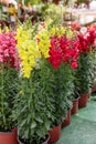 Variety of potted Antirrhinum majus or Snapdragon flowers in yellow, red and pink colors for sale in the greek garden shop Royalty Free Stock Photo