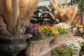 Variety of potted chrysanthemum plants in the wicker baskets and cortaderia selloana in the vases at the greek garden shop in