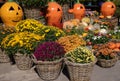 Variety of potted colorful chrysanthemum plants outdoor of the flower garden shop in October.
