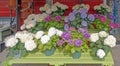 potted Hydrangea, hortensia, in white, blue, purple and pink in Spring