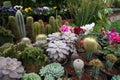 Variety of potted decorative plant in mexico