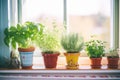 variety of potted herbs on sunny windowsill Royalty Free Stock Photo