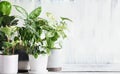 Variety of Potted Houseplants on Rustic Table