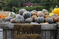 Variety of Pumpkins in Fall, MA, USA Royalty Free Stock Photo