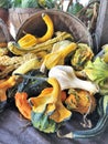 A variety of pumpkins, gourds and winter squash Royalty Free Stock Photo