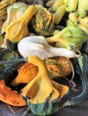 A variety of pumpkins, gourds and winter squash Royalty Free Stock Photo