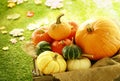 Variety of Pumpkins and Gourds in Wooden Crate Royalty Free Stock Photo