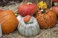 Variety of pumpkins with dry straw in miami beach