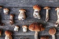 Variety raw edible mushrooms Penny Bun Boletus leccinum on wooden dark rustic table background Royalty Free Stock Photo