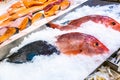 Variety of Raw Fresh Fish preserved on ice Royalty Free Stock Photo