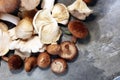Variety of raw mushrooms on grey table. oyster and other fresh m Royalty Free Stock Photo