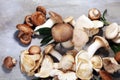 Variety of raw mushrooms on grey table. oyster and other fresh m Royalty Free Stock Photo